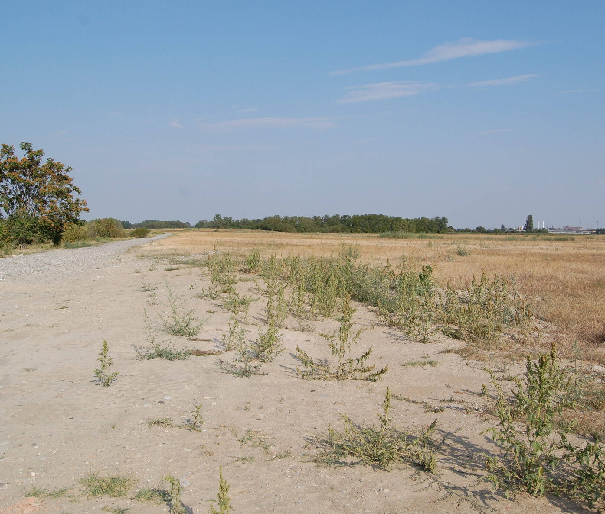 DSC 0055 scaled uai INIZIO DELLA PROGETTAZIONE DELLA RICOSTITUZIONE DEI SUOLI DEGRADATI IN UNA VASTA AREA ECOSISTEMI