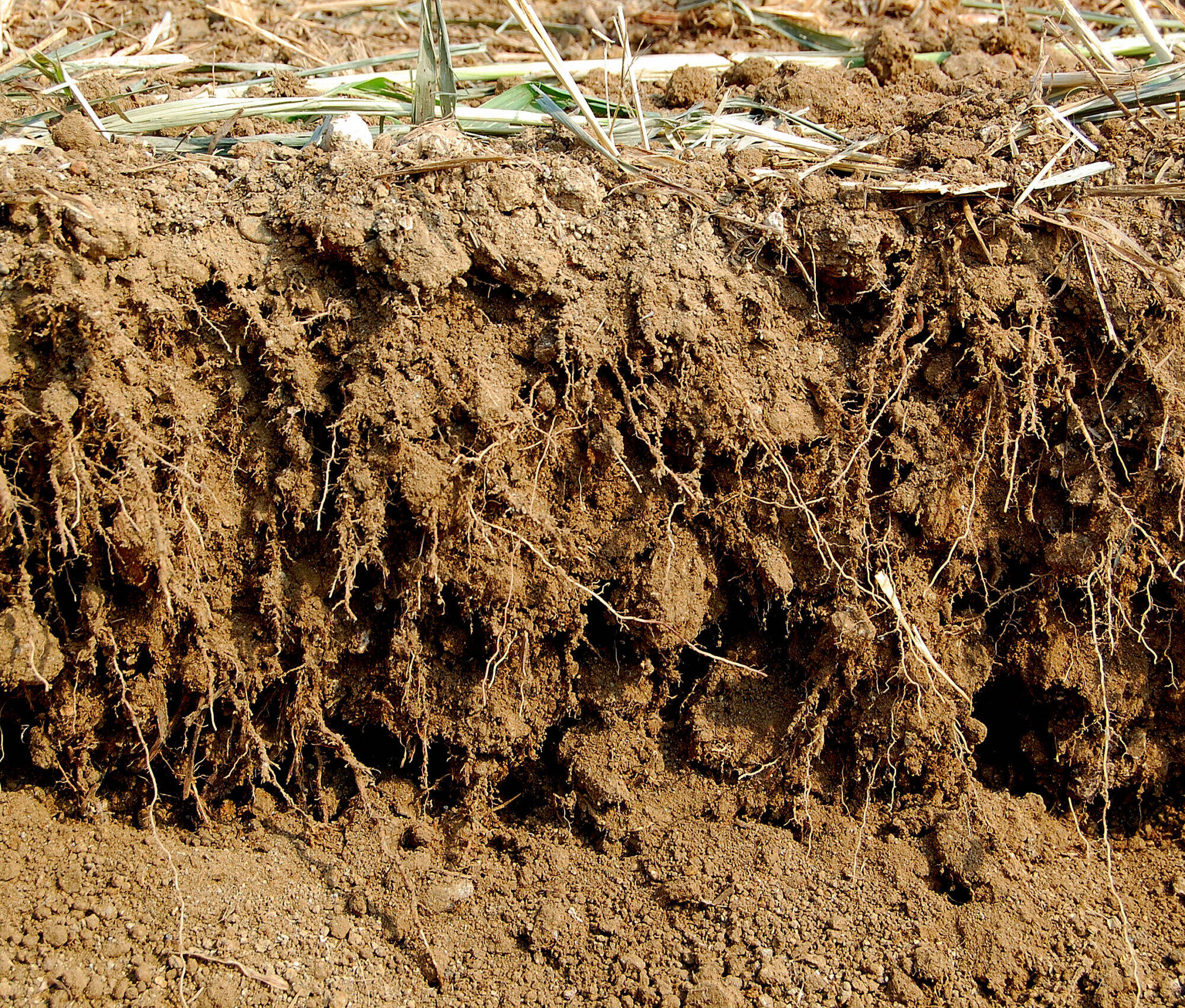 DSC 0220 scaled uai ARTICLE ON SOIL TECHNOLOGY RECONSTRUCTED ECOSYSTEMS