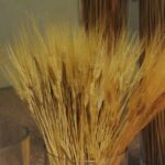 PIP 5071 scaled 1600 ARTICOLO SU PIACENZA SERA: A PIACENZA CONVEGNO EUROPEO SUL RECUPERO DEI SUOLI DEGRADATI ECOSISTEMI