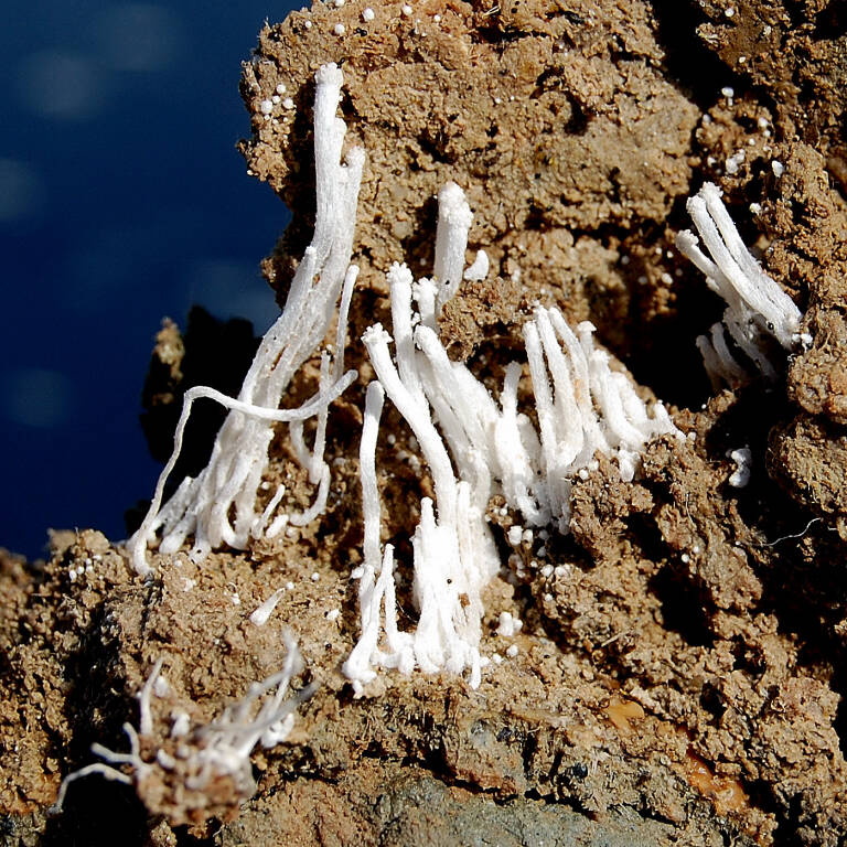DSC 0114 1 uai NUOVA PUBBLICAZIONE SU ENVIRONMENTAL ANALYSIS & ECOLOGY STUDIES: TREES AND SHRUBS MONITORING USING AN ECOLOGICAL APPROACH ECOSISTEMI