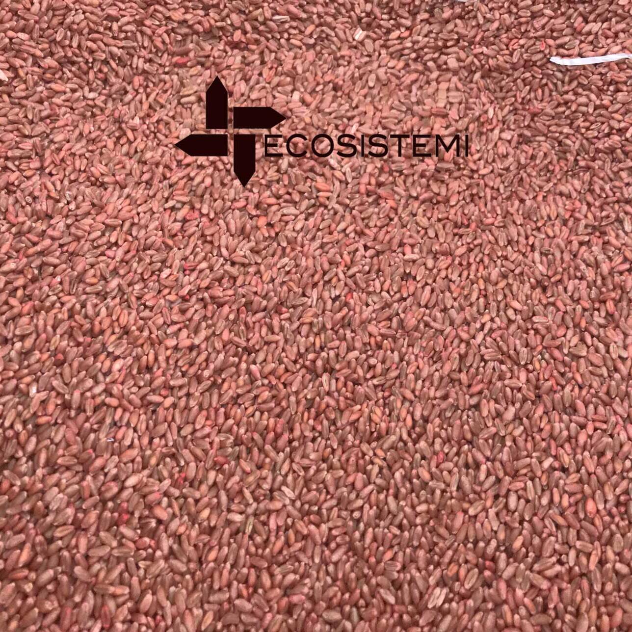 Laboratorio analisi Ecosistemi Piacenza prove agronomiche scaled 1600 uai SEMINA FRUMENTO SU SUOLI RICOSTITUITI NEL RIPRISTINO AGRONOMICO (CASANOVA LODIGIANI) ECOSISTEMI