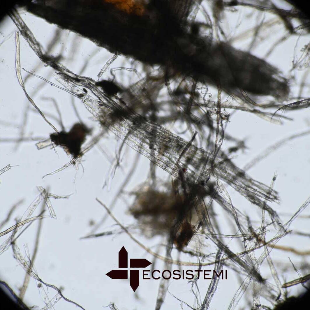 Elementi fibrici integri laboratorio analisi Ecosistemi Piacenza scaled 1600 uai STUDIO E MESSA A PUNTO DI UNA NUOVA METODICA SULLA DETERMINAZIONE DELLE COMPONENTI FIBROSE NEI SUOLI RICOSTITUITI, TORBE E SUBSTRATI ECOSISTEMI