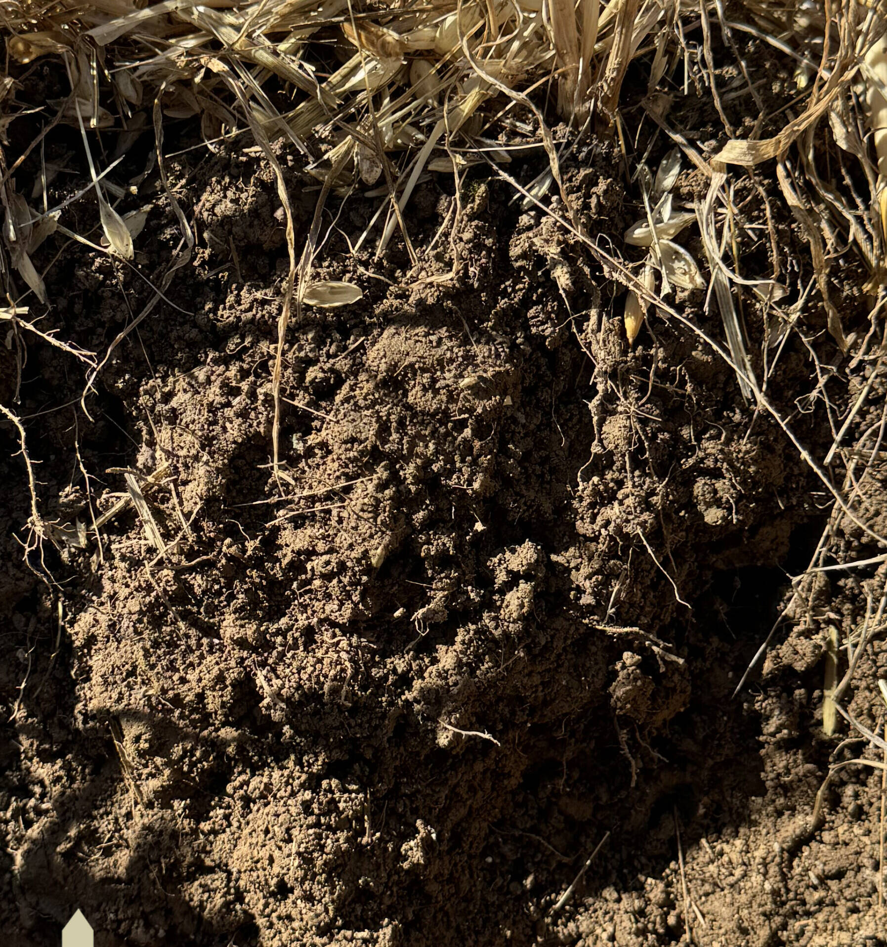 Ricostituzione in situ Piacenza mcm Ecosistemi suolo ricostituito scaled uai ECOSISTEMI HA FIRMATO IL MISSION SOIL MANIFESTO ECOSISTEMI