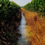 IMG 3710 scaled 1600 ECOSISTEMI E FERTILIA SONO FRA I SOGGETTI ADERENTI AL LIVING LAB "MODELLI INNOVATIVI E SOSTENIBILI DI GESTIONE DEI SUOLI AGRICOLI" ECOSISTEMI
