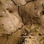 DSC 5454 scaled 1600 PRIMI RISULTATI DELLA SPERIMENTAZIONE SULLA NUOVA PEDOTECNICA DI “RICOSTITUZIONE IN SITU” NELL’AZIENDA AGRICOLA SPERIMENTALE FERTILIA ECOSISTEMI