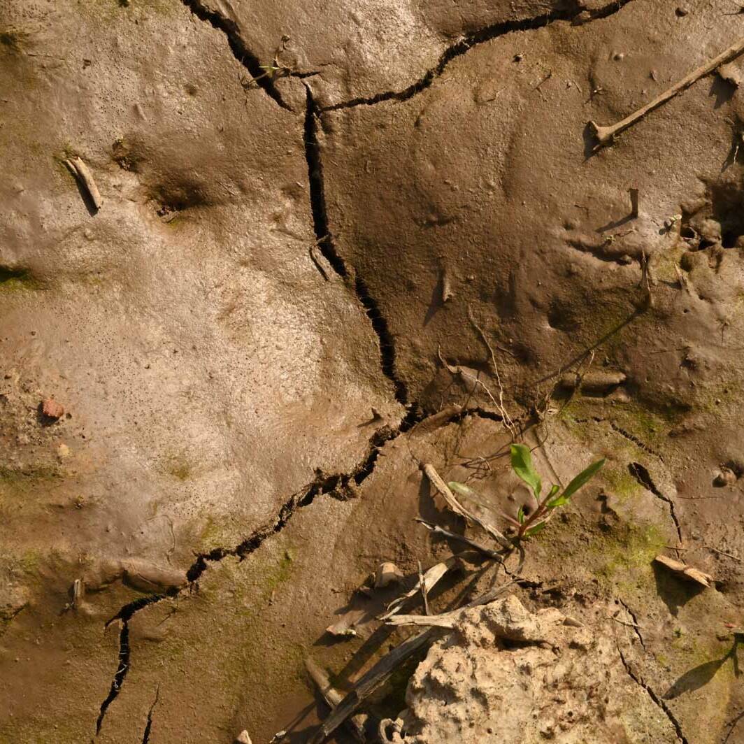 DSC 5454 scaled 1600 uai PRIMI RISULTATI DELLA SPERIMENTAZIONE SULLA NUOVA PEDOTECNICA DI “RICOSTITUZIONE IN SITU” NELL’AZIENDA AGRICOLA SPERIMENTALE FERTILIA ECOSISTEMI