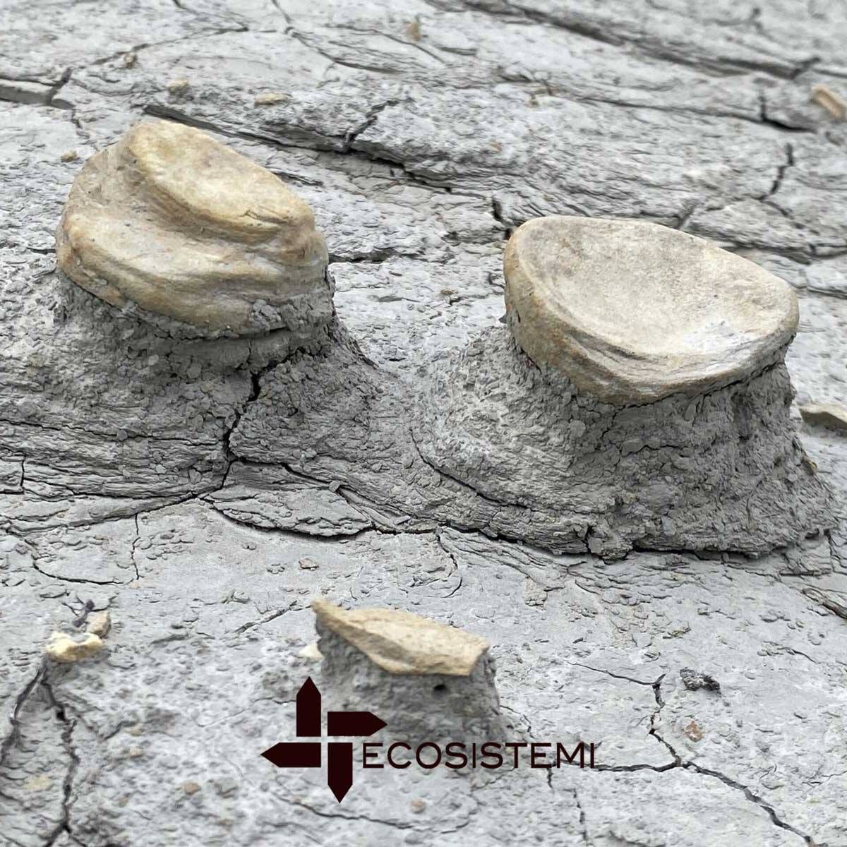 IMG 5732 1 scaled 1600 uai ARTICOLO SUL QUOTIDIANO "LIBERTÀ" SULLE ATTIVITÀ DI RICERCA E SUI RICONOSCIMENTI DI ECOSISTEMI ECOSISTEMI