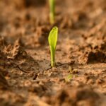 DSC 4609 00001 scaled 1600 INTERVISTA SU TERRA E VITA AL PRESIDENTE DI ECOSISTEMI SULLE ATTIVITÀ DI RICERCA PER LA BONIFICA DEI SUOLI IN ROMAGNA ECOSISTEMI