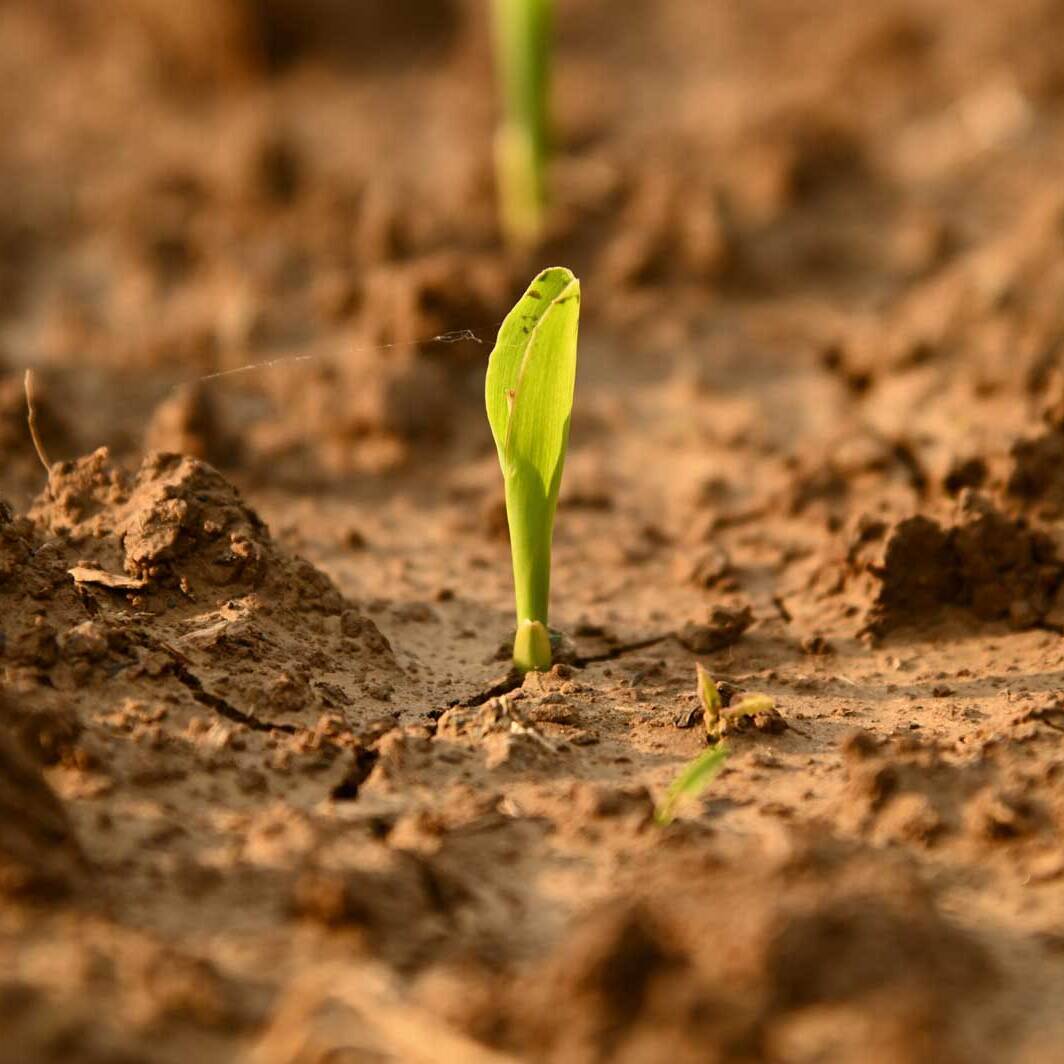 DSC 4609 00001 scaled 1600 uai INTERVISTA SU TERRA E VITA AL PRESIDENTE DI ECOSISTEMI SULLE ATTIVITÀ DI RICERCA PER LA BONIFICA DEI SUOLI IN ROMAGNA ECOSISTEMI