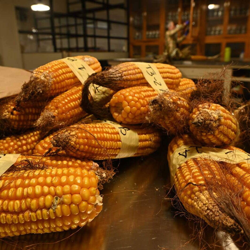 DSC 1000 scaled 1600 uai RACCOLTA MAIS SUI CAMPI SPERIMENTALI INTERESSATI AL NUOVO TRATTAMENTO DI RICOSTITUZIONE IN SITU IDEATO DA ECOSISTEMI NELL’AZIENDA AGRICOLA SPERIMENTALE FERTILIA ECOSISTEMI