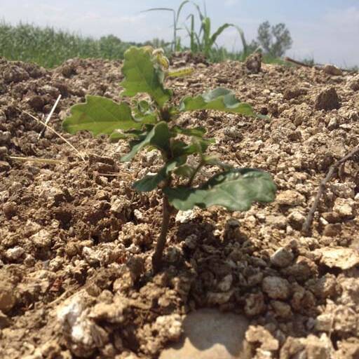 Crescita vegetali growth vegetables in reconstituited soil uai Crescita vegetali growth vegetables in reconstituited soil ECOSISTEMI Finanziamento UE New Life
