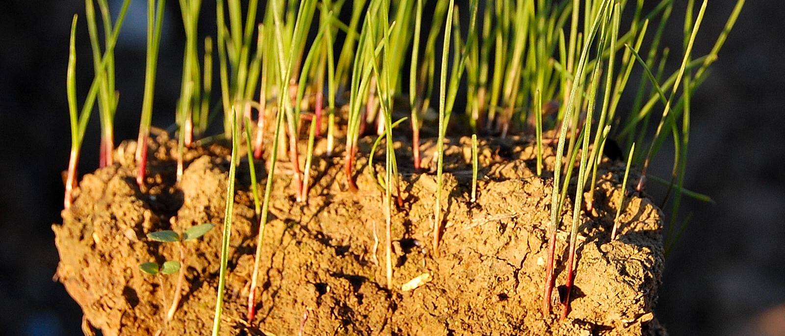 Suolo ricostituito reconstituted soil m.c.m. Ecosistemi uai Suolo-ricostituito-reconstituted-soil-m.c.m.-Ecosistemi ECOSISTEMI Storia della ricostituzione