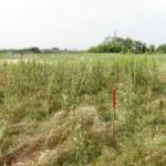 01st PUBLICATION OF THE STUDY CARRIED OUT IN THE LIFE + 2010 INTERVENTION (NEWLIFE) BORGOTREBBIA - PIACENZA ECOSISTEMI