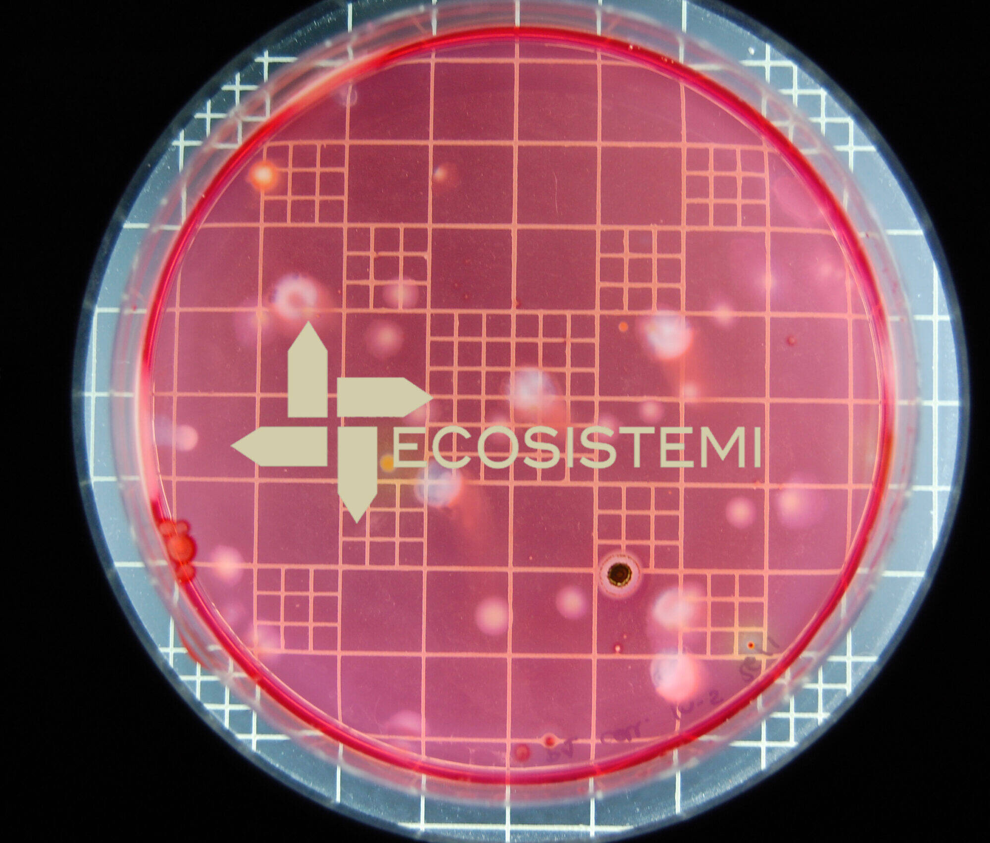 1 Laboratori autocontrollo analisi Ecosistemi Piacenza scaled uai ISCRIZIONE DI ECOSISTEMI NELL'ELENCO LABORATORI DELLA REGIONE EMILIA ROMAGNA ECOSISTEMI