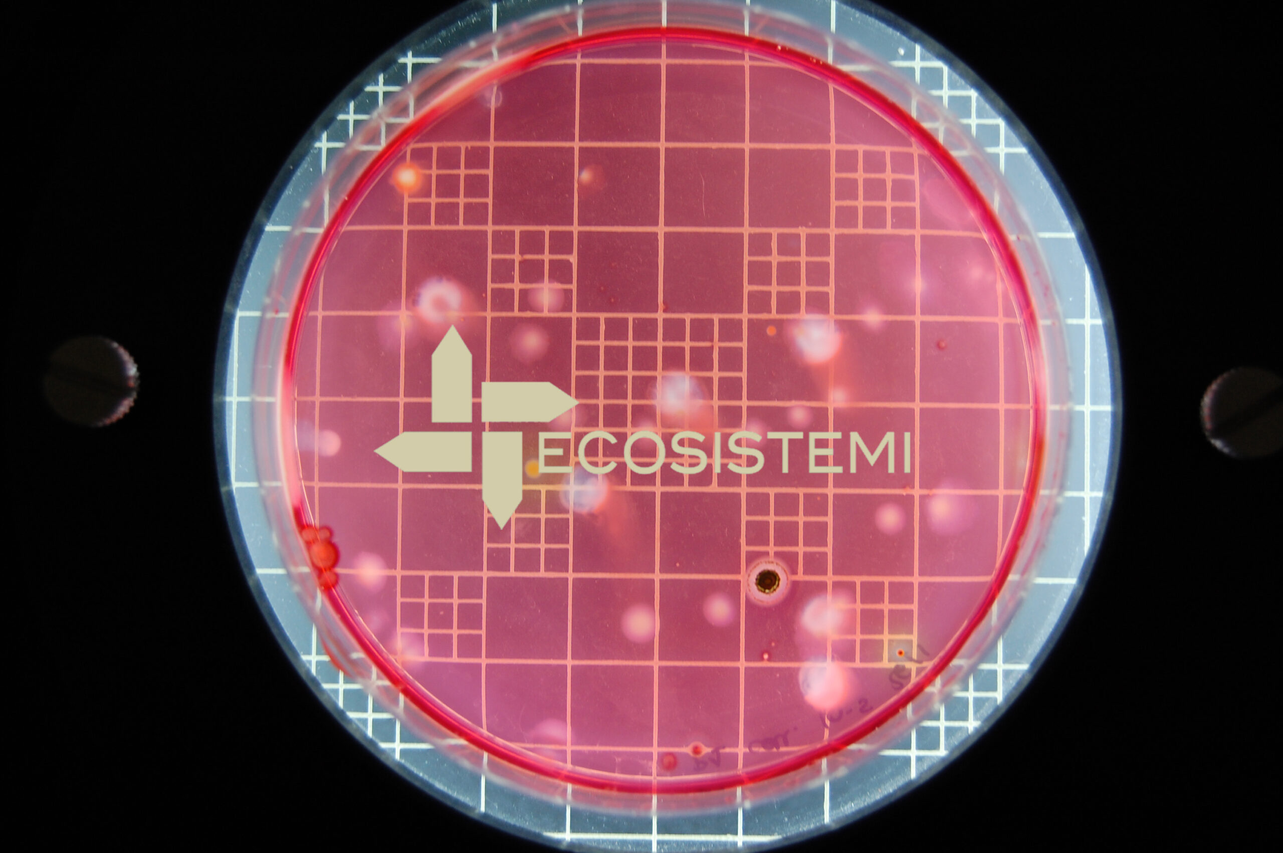 1 Laboratori autocontrollo analisi Ecosistemi Piacenza scaled 1 Laboratori autocontrollo analisi Ecosistemi Piacenza ISCRIZIONE DI ECOSISTEMI NELL’ELENCO LABORATORI DELLA REGIONE EMILIA ROMAGNA 1 Laboratori autocontrollo analisi Ecosistemi Piacenza scaled 1 Laboratori autocontrollo analisi Ecosistemi Piacenza ECOSISTEMI