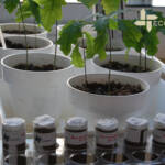 1 Laboratorio ricerca Ecosistemi Acer campestre Piacenza PIANTUMAZIONE SPECIE ARBOREE SVILUPPATE NEI LABORATORI DI ECOSISTEMI ECOSISTEMI