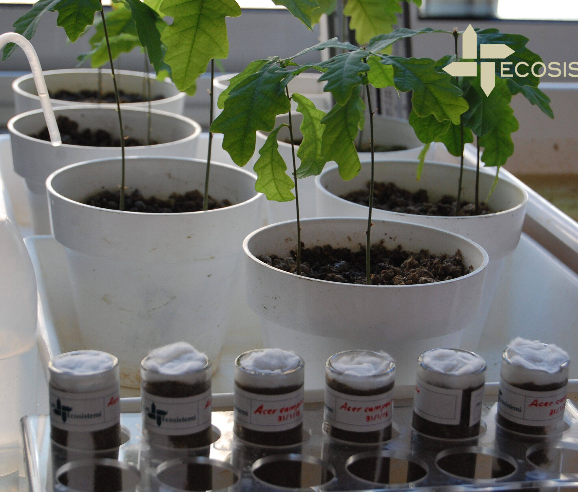 1 Laboratorio ricerca Ecosistemi Acer campestre Piacenza scaled uai PIANTUMAZIONE SPECIE ARBOREE SVILUPPATE NEI LABORATORI DI ECOSISTEMI ECOSISTEMI