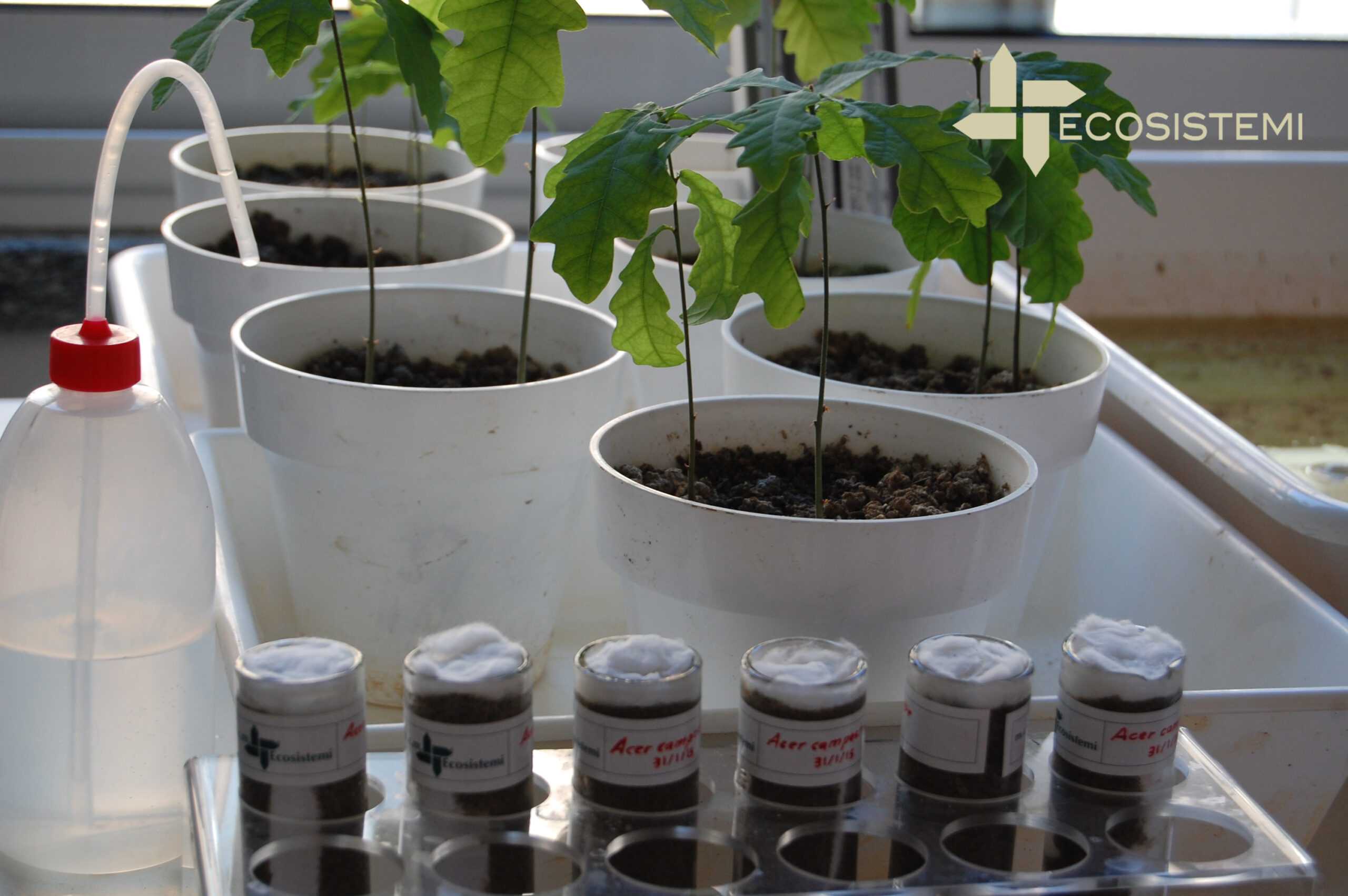 1 Laboratorio ricerca Ecosistemi Acer campestre Piacenza scaled 1 Laboratorio ricerca Ecosistemi Acer campestre Piacenza PIANTUMAZIONE SPECIE ARBOREE SVILUPPATE NEI LABORATORI DI ECOSISTEMI 1 Laboratorio ricerca Ecosistemi Acer campestre Piacenza scaled 1 Laboratorio ricerca Ecosistemi Acer campestre Piacenza ECOSISTEMI