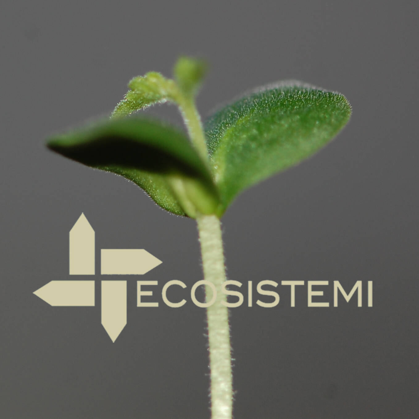 1 Olmo Villanova Ecosistemi Piacenza uai PROPAGAZIONE DI UNA PIANTA STORICA MONUMENTALE DELLA PROVINCIA DI PIACENZA ECOSISTEMI