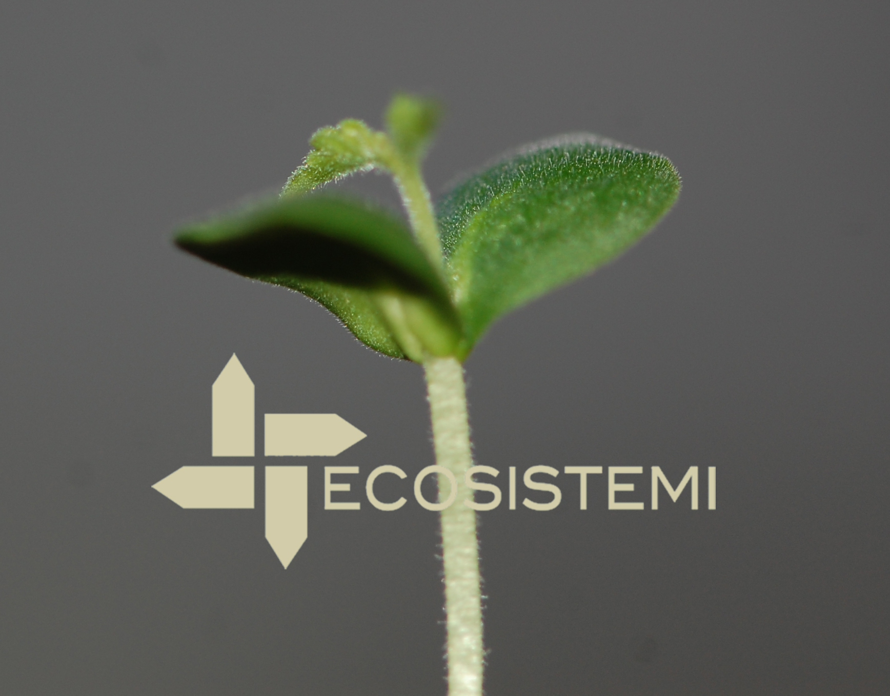 1 Olmo Villanova Ecosistemi Piacenza 1 Olmo Villanova Ecosistemi Piacenza ECOSISTEMI