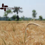 1 Ricostituzione suoli Ecosistemi Piacenza 1 e1745068749920 FINE DEL PRIMO INTERVENTO DI RICOSTITUZIONE DEI SUOLI DEGRADATI - RIPRISTINO AGRONOMICO ECOSISTEMI