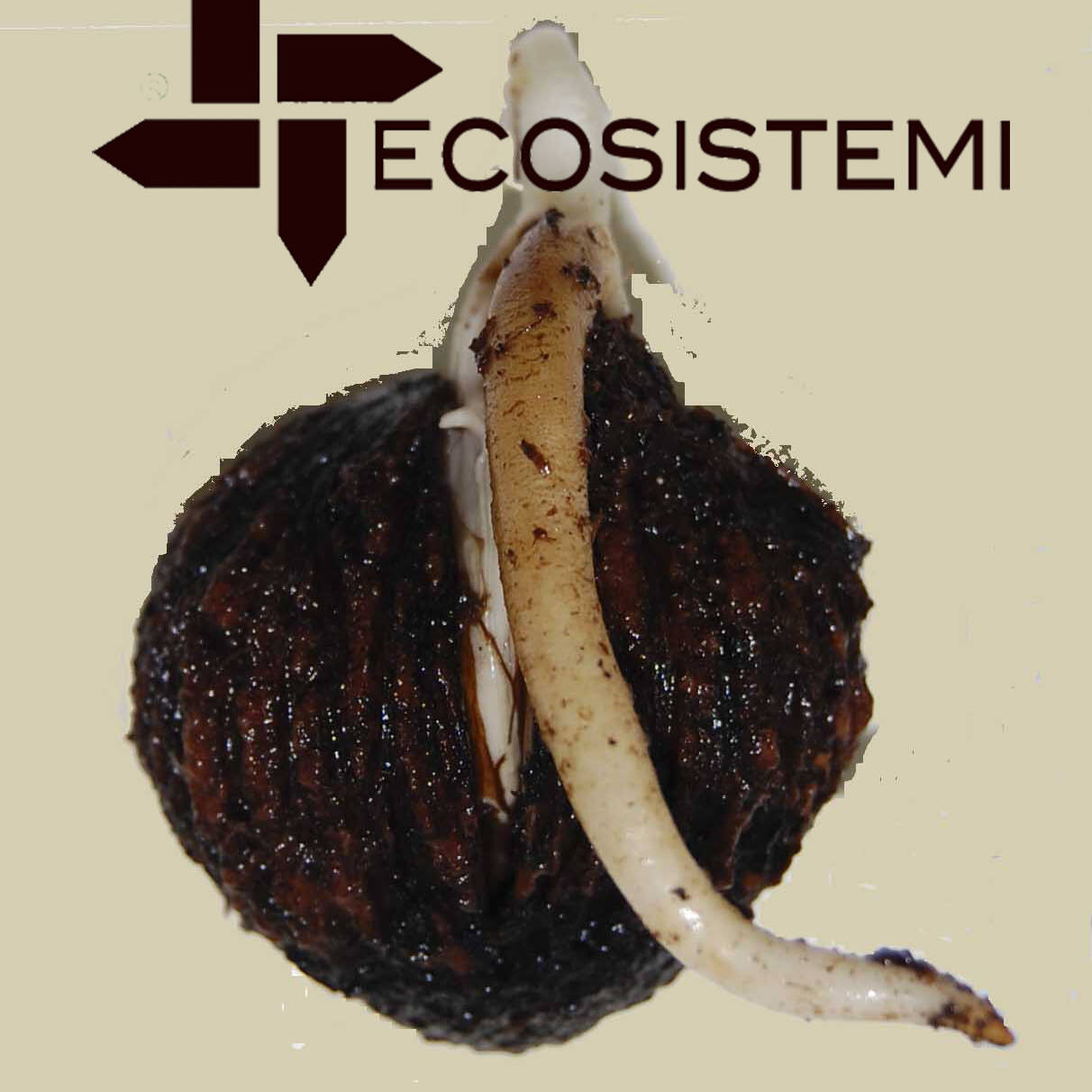 1 Sperimentazione Noce Pacenza Ecosistemi laboratorio uai SPERIMENTAZIONI SU DUE SPECIE DIFFERENTI DI NOCE: JUGLANS NIGRA - JUGLANS REGIA ECOSISTEMI