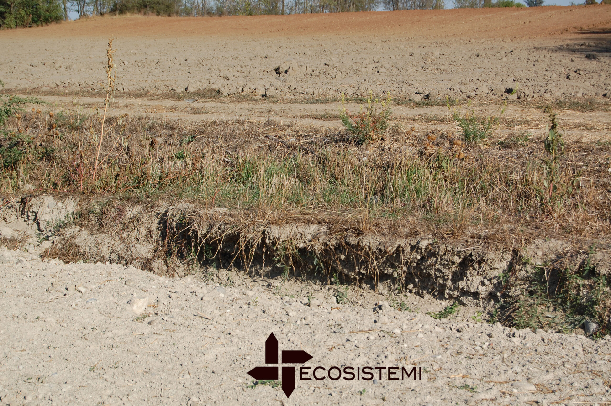 1 Suoli degradati Ecosistemi ricostituzione Piacenza scaled 1 Suoli degradati Ecosistemi ricostituzione Piacenza RIPRISTINO AGRONOMICO DI UN SUOLO DEGRADATO A GOSSOLENGO (PC) 1 Suoli degradati Ecosistemi ricostituzione Piacenza scaled 1 Suoli degradati Ecosistemi ricostituzione Piacenza ECOSISTEMI