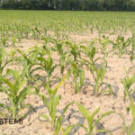 1 Suoli degradati ricostituzione Ecosistemi Piacenza 1 INIZIO NUOVO CANTIERE DI RIPRISTINO AGRONOMICO A GOSSOLENGO (PC) ECOSISTEMI