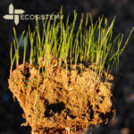 5 Zolla di suolo ricostituito PROGETTO DI RICERCA E SVILUPPO PER L'IMPIANTO DI PRODUZIONE TERRE RICOSTITUITE ECOSISTEMI
