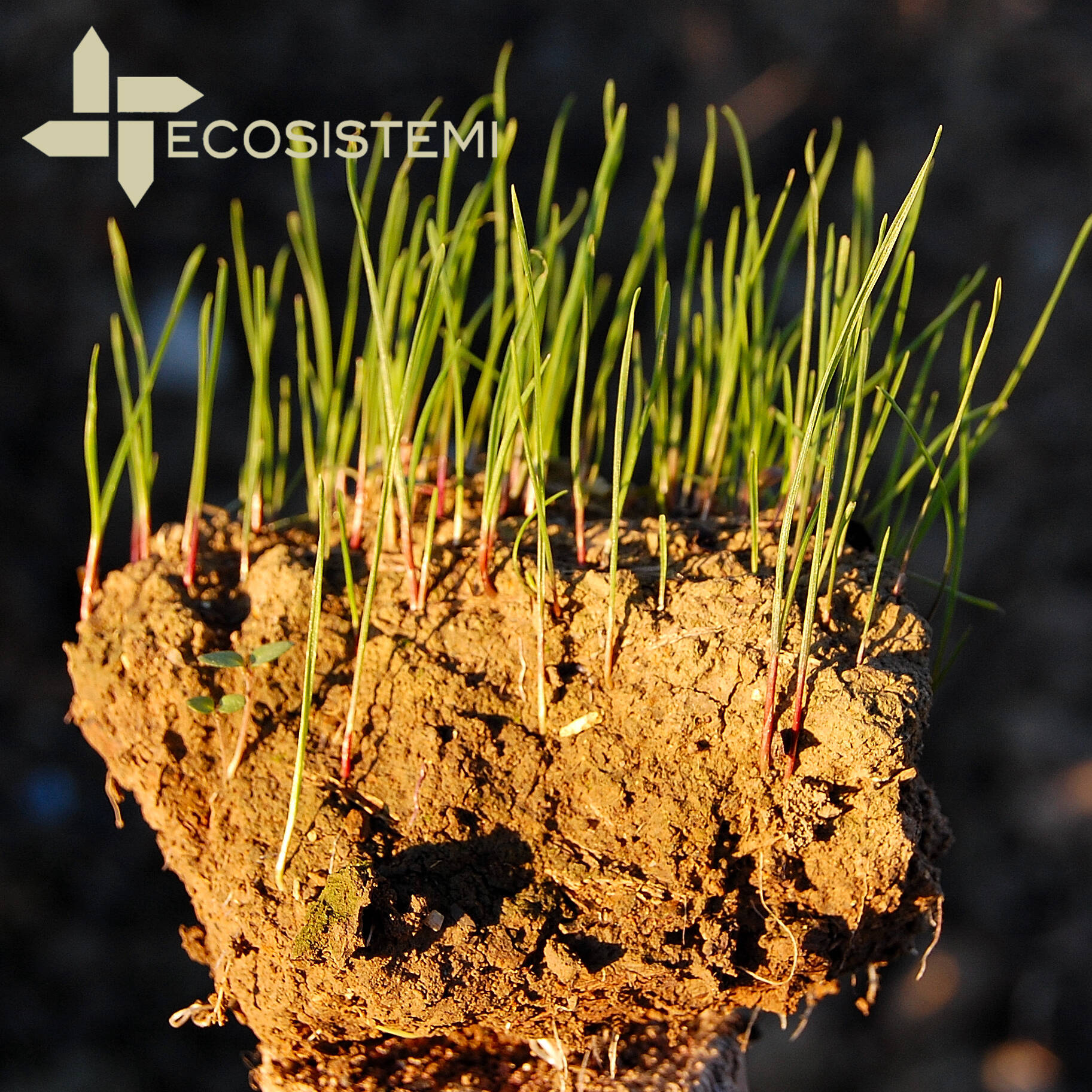 5 Zolla di suolo ricostituito uai PROGETTO DI RICERCA E SVILUPPO PER L'IMPIANTO DI PRODUZIONE TERRE RICOSTITUITE ECOSISTEMI