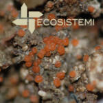 Forme Mixomiceti Suoli ricostituiti Ecosistemi PUBBLICAZIONE SUL NOTIZIARIO SOCIETÀ BOTANICA ITALIANA ECOSISTEMI