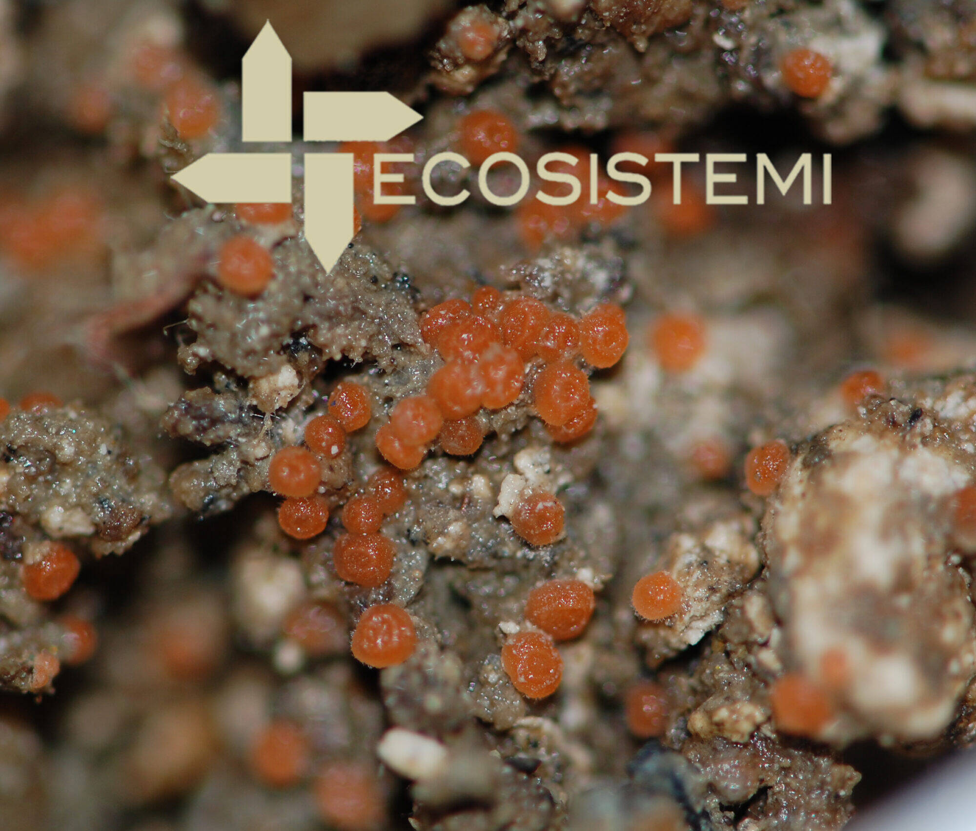 Forme Mixomiceti Suoli ricostituiti Ecosistemi scaled uai PUBBLICAZIONE SUL NOTIZIARIO SOCIETÀ BOTANICA ITALIANA ECOSISTEMI