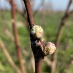 IMG 0743 SCIENTIFIC PUBLICATION OF THE NEWLIFE RESEARCH GROUP (ECOSISTEMI - UCSC) ECOSISTEMI