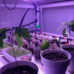IMG 2756 AVVIO DEL NUOVO LABORATORIO DI SPERIMENTAZIONI AGRONOMICHE PER SUBSTRATI E CRESCITE VEGETALI ECOSISTEMI