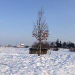 IMG 2810 PIANTUMAZIONE SPECIE ARBUSTIVE E ARBOREE NELL’AREA DI CAMPO SANTO VECCHIO – BORGOTREBBIA PIACENZA ECOSISTEMI
