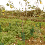 Ricostituzione suoli forestale Ecosistemi DISAFA Torino SITO DI VICOLUNGO (NOVARA) PIANTUMAZIONI CANTIERE DI RIPRISTINO SPERIMENTALE (UNIVERSITÀ DI TORINO – DISAFA – ECOSISTEMI) ECOSISTEMI
