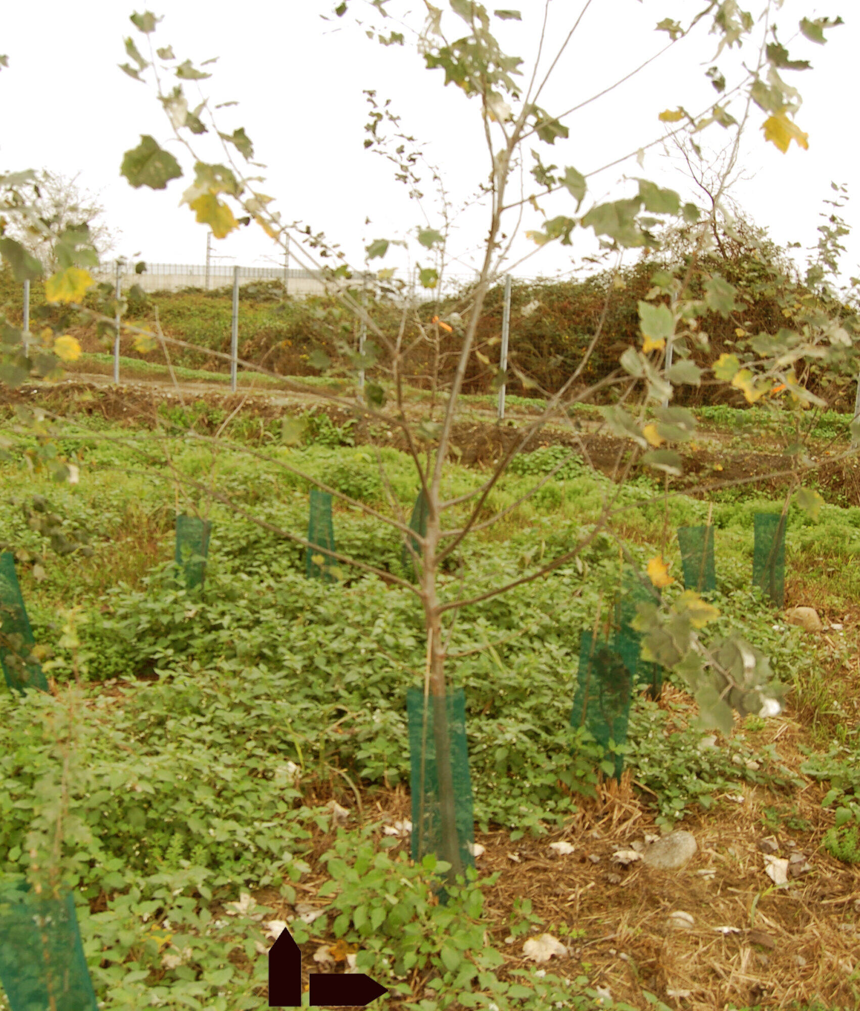 Reconstitution of forest soils Ecosistemi DISAFA Torino scaled uai VICOLUNGO SITE (NOVARA) CANTIERE PLANTS OF EXPERIMENTAL RECOVERY (UNIVERSITY OF TURIN ? DISAFA ? ECOSYSTEMS) ECOSYSTEMS