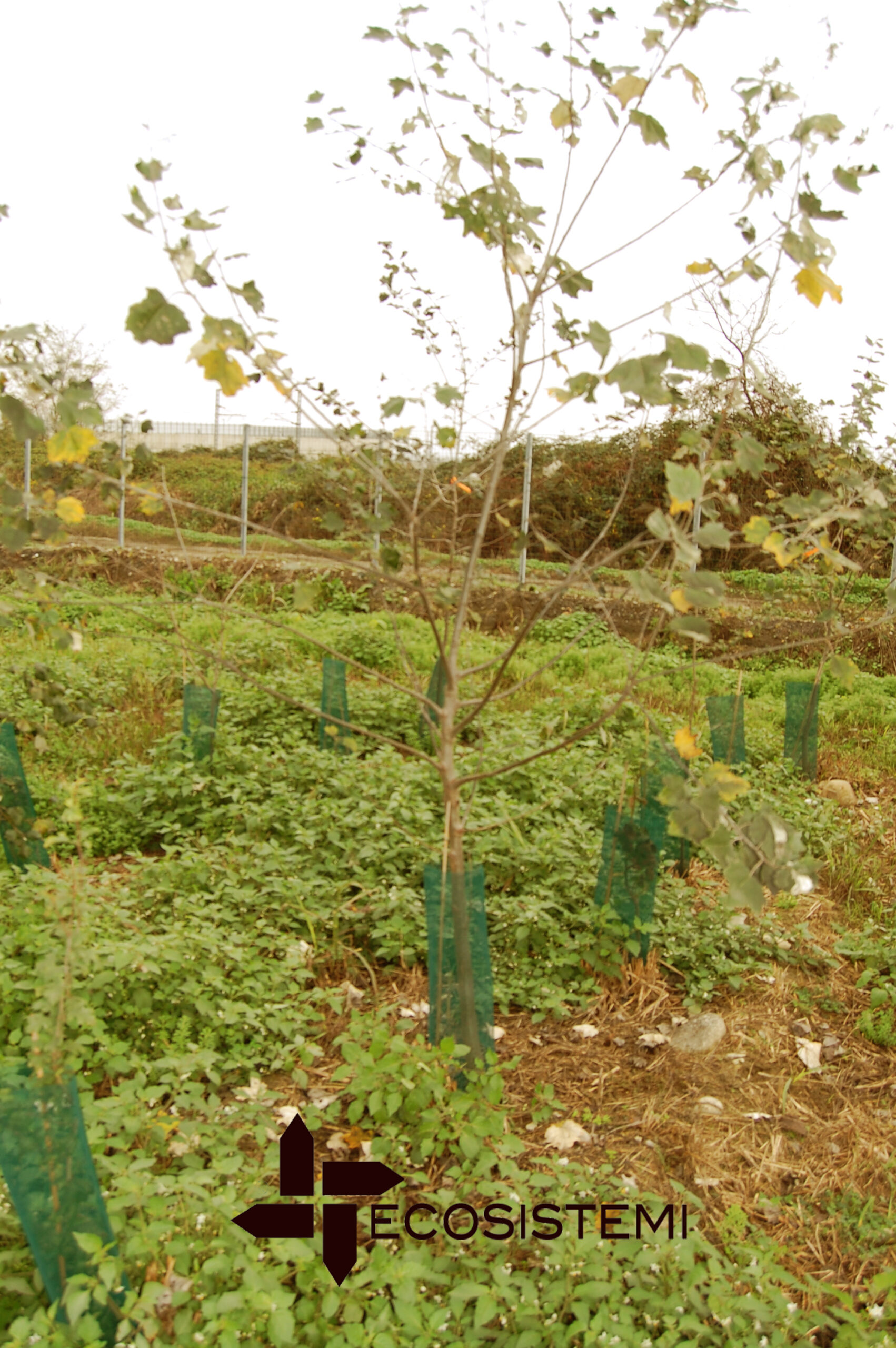 Ricostituzione suoli forestale Ecosistemi DISAFA Torino scaled Ricostituzione suoli forestale Ecosistemi DISAFA Torino SITO DI VICOLUNGO (NOVARA) PIANTUMAZIONI CANTIERE DI RIPRISTINO SPERIMENTALE (UNIVERSITÀ DI TORINO – DISAFA – ECOSISTEMI) Ricostituzione suoli forestale Ecosistemi DISAFA Torino scaled Ricostituzione suoli forestale Ecosistemi DISAFA Torino ECOSISTEMI
