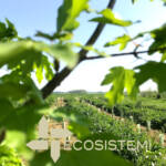 Agroforestry restoration Ecosistemi Piacenza MAINTENANCE BORGOTREBBIA AREA (HOLY OLD FIELD) PLEASURE ECOSYSTEMS