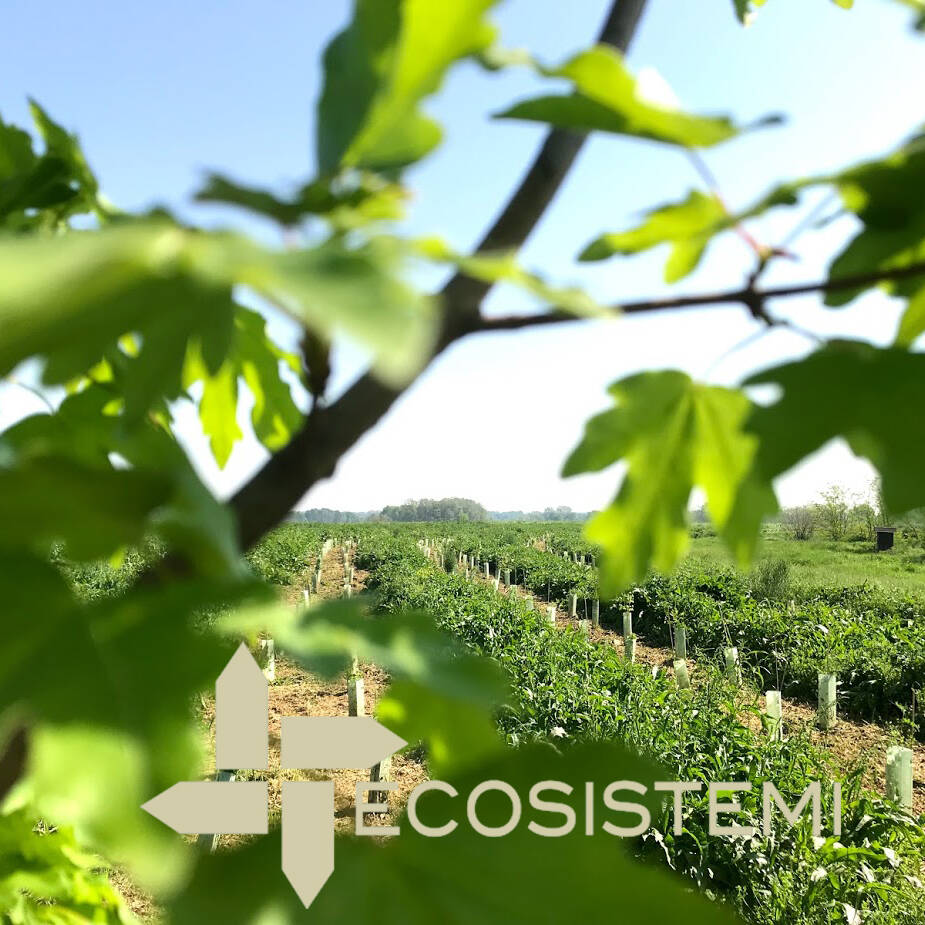 Ripristino agro forestale Ecosistemi Piacenza uai MANUTENZIONE AREA BORGOTREBBIA (CAMPO SANTO VECCHIO) PIACENZA ECOSISTEMI