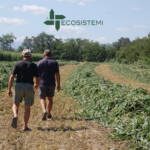 Taglio sorgo suoli ricostituiti Ecosistemi Piacenza LAVORAZIONI SULLE TERRE RICOSTITUITE REALIZZATE NEL CAMPO PROVE ECOSISTEMI