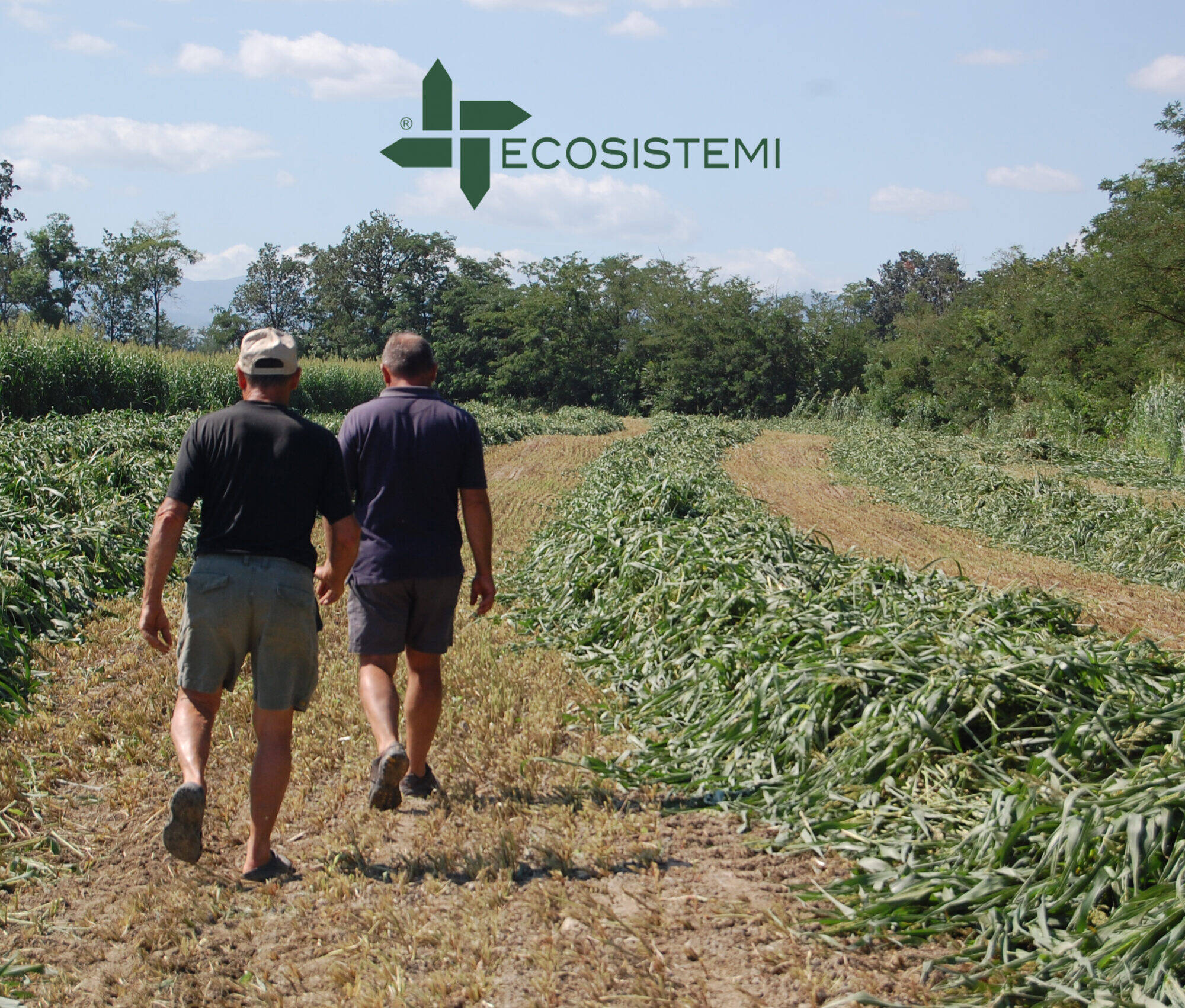 Taglio sorgo suoli ricostituiti Ecosistemi Piacenza scaled uai LAVORAZIONI SULLE TERRE RICOSTITUITE REALIZZATE NEL CAMPO PROVE ECOSISTEMI