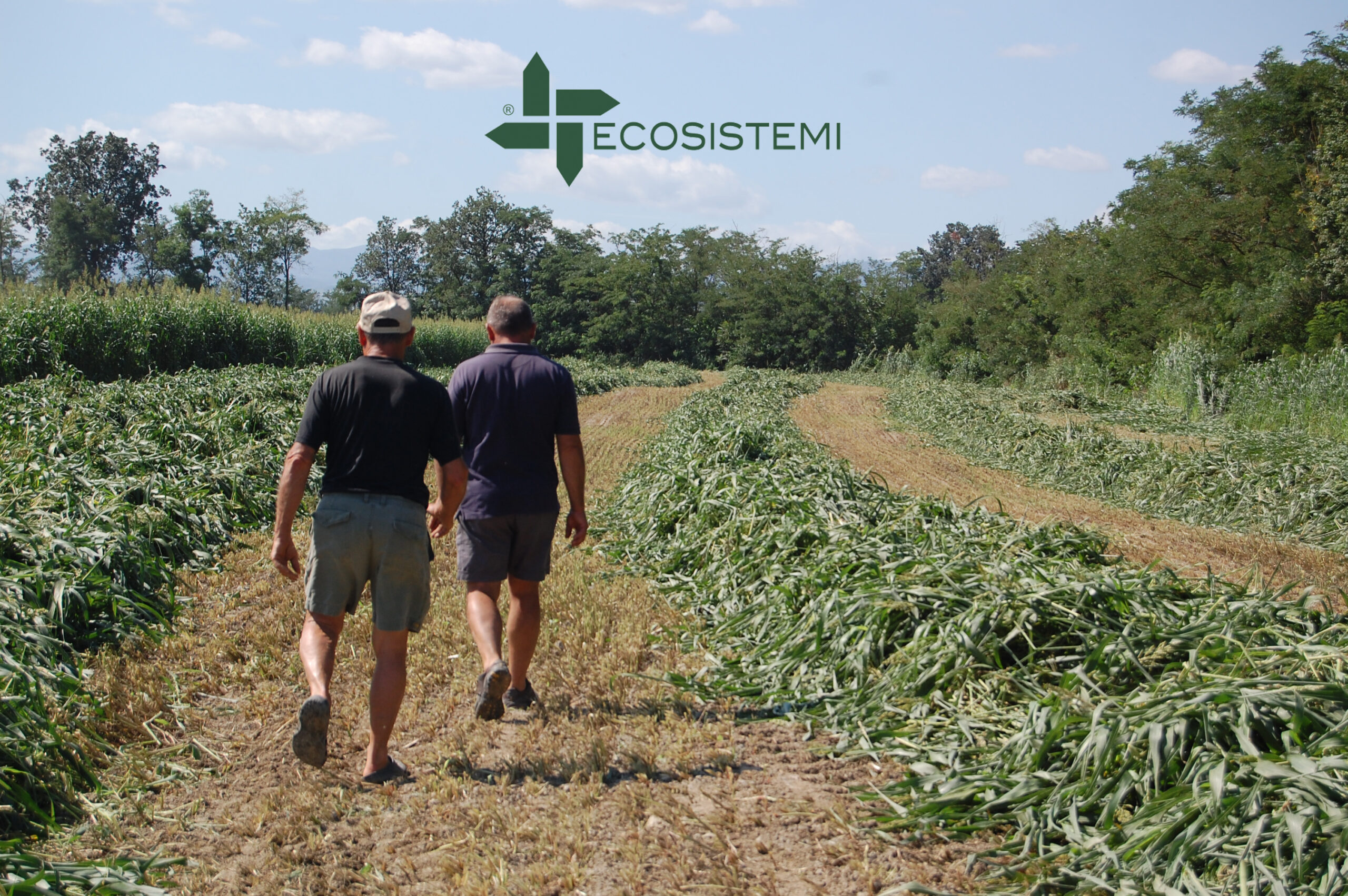 Taglio sorgo suoli ricostituiti Ecosistemi Piacenza scaled Taglio sorgo suoli ricostituiti Ecosistemi Piacenza LAVORAZIONI SULLE TERRE RICOSTITUITE REALIZZATE NEL CAMPO PROVE Taglio sorgo suoli ricostituiti Ecosistemi Piacenza scaled Taglio sorgo suoli ricostituiti Ecosistemi Piacenza ECOSISTEMI