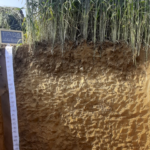Cattura profilo 52 PROVE SPERIMENTALI, INDAGINI SUI SUOLI NATURALI E RICOSTITUITI SULL'AREA DI FERTILIA (MAPPALE 52) ECOSISTEMI
