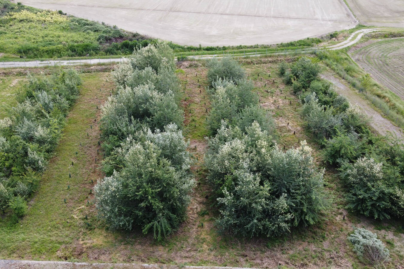 Crescita alberi suoli ricostituiti plant growth reconstitution soils uai DCIM100MEDIADJI_0406.JPG ECOSISTEMI Sperimentazione Vicolungo
