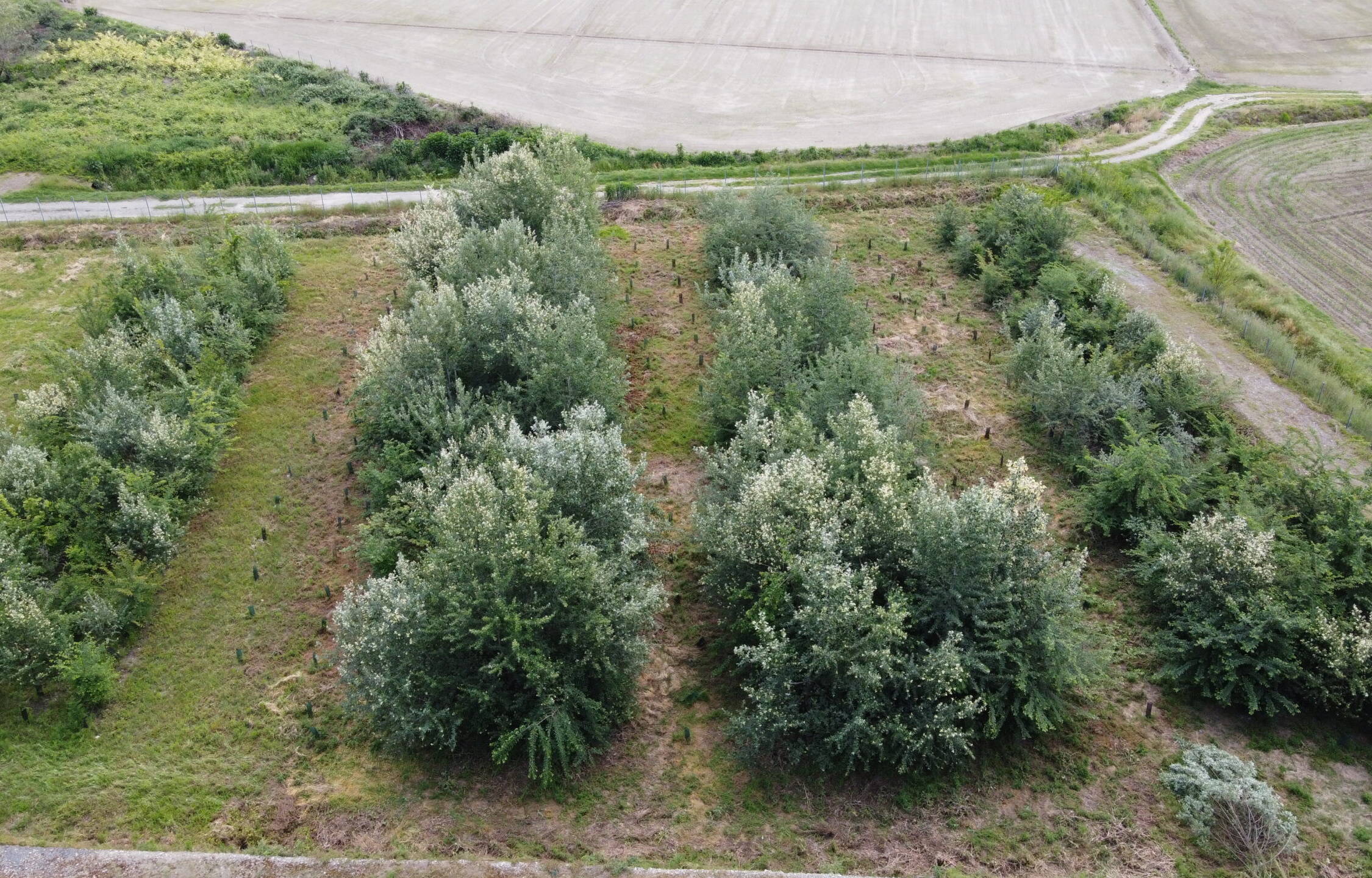DJI 0406 scaled uai TESI DI LAUREA MAGISTRALE DELL'UNIVERSITÀ DI TORINO NEI LABORATORI DI PEDOTECNICA DI ECOSISTEMI ECOSISTEMI