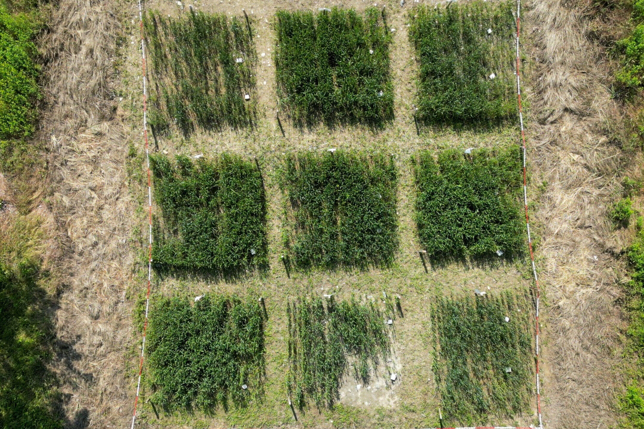 DJI 0832.00 00 06 24.Immagine003 scaled uai PARTECIPAZIONE DI ECOSISTEMI ALLE GIORNATE SCIENTIFICHE E CULTURALI DI IMOLA “DALL’IMPATTO DELLE ESONDAZIONI ALLA BONIFICA DEI SUOLI ALLUVIONATI” - INTERVENTO DELLA DOTT.ssa CHIARA CASSINARI ECOSISTEMI