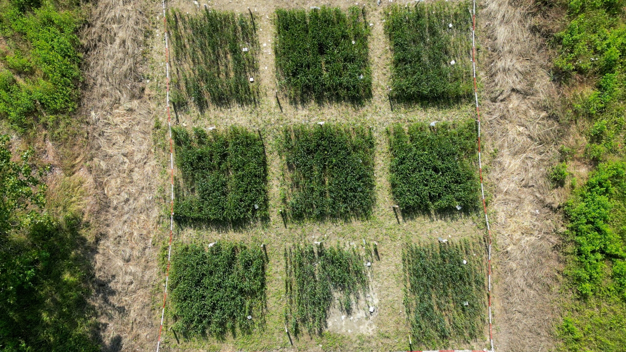 DJI 0832.00 00 06 24.Immagine003 scaled DJI_0832.00_00_06_24.Immagine003 PARTECIPAZIONE DI ECOSISTEMI ALLE GIORNATE SCIENTIFICHE E CULTURALI DI IMOLA “DALL’IMPATTO DELLE ESONDAZIONI ALLA BONIFICA DEI SUOLI ALLUVIONATI” – INTERVENTO DELLA DOTT.ssa CHIARA CASSINARI DJI 0832.00 00 06 24.Immagine003 scaled DJI_0832.00_00_06_24.Immagine003 ECOSISTEMI