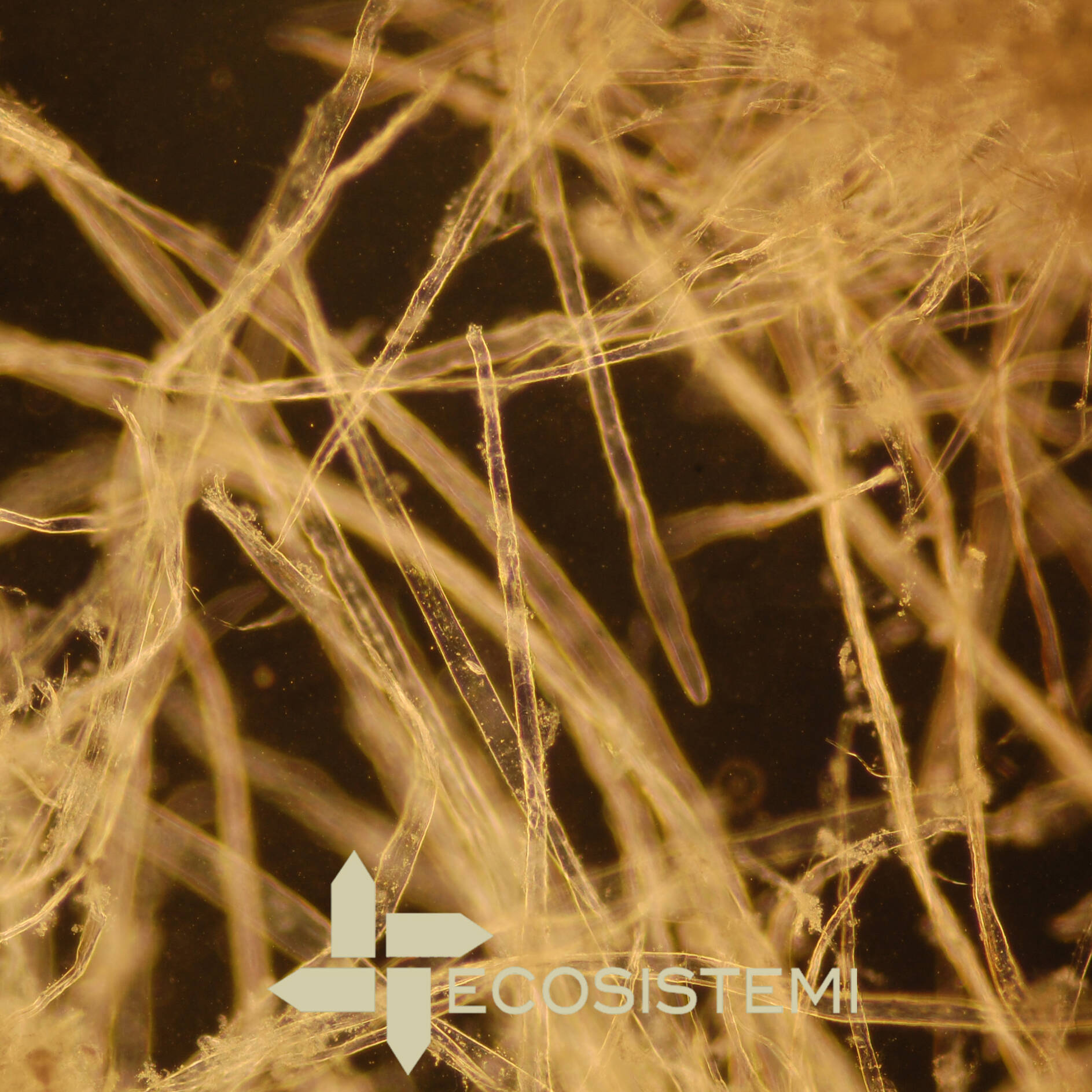 Determinazione fibre Ecosistemi laboratorio analisi fibrosita Piacenza uai INDAGINI MICROMORFOLOGICHE SU PEDOMATERIALI PER LO SVILUPPO DI NUOVE TECNOLOGIE E DI INNOVATIVI PROCESSI DI PEDOGENESI ARTIFICIALE ECOSISTEMI