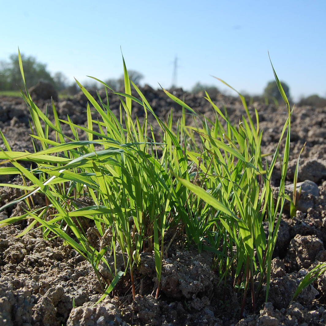 Fertilita suoli ricostituiti fertility soil recenstituited Педотехнологии uai Fertilit&agrave; suoli ricostituiti fertility soil recenstituited Педотехнологии ECOSISTEMI Finanziamento UE New Life